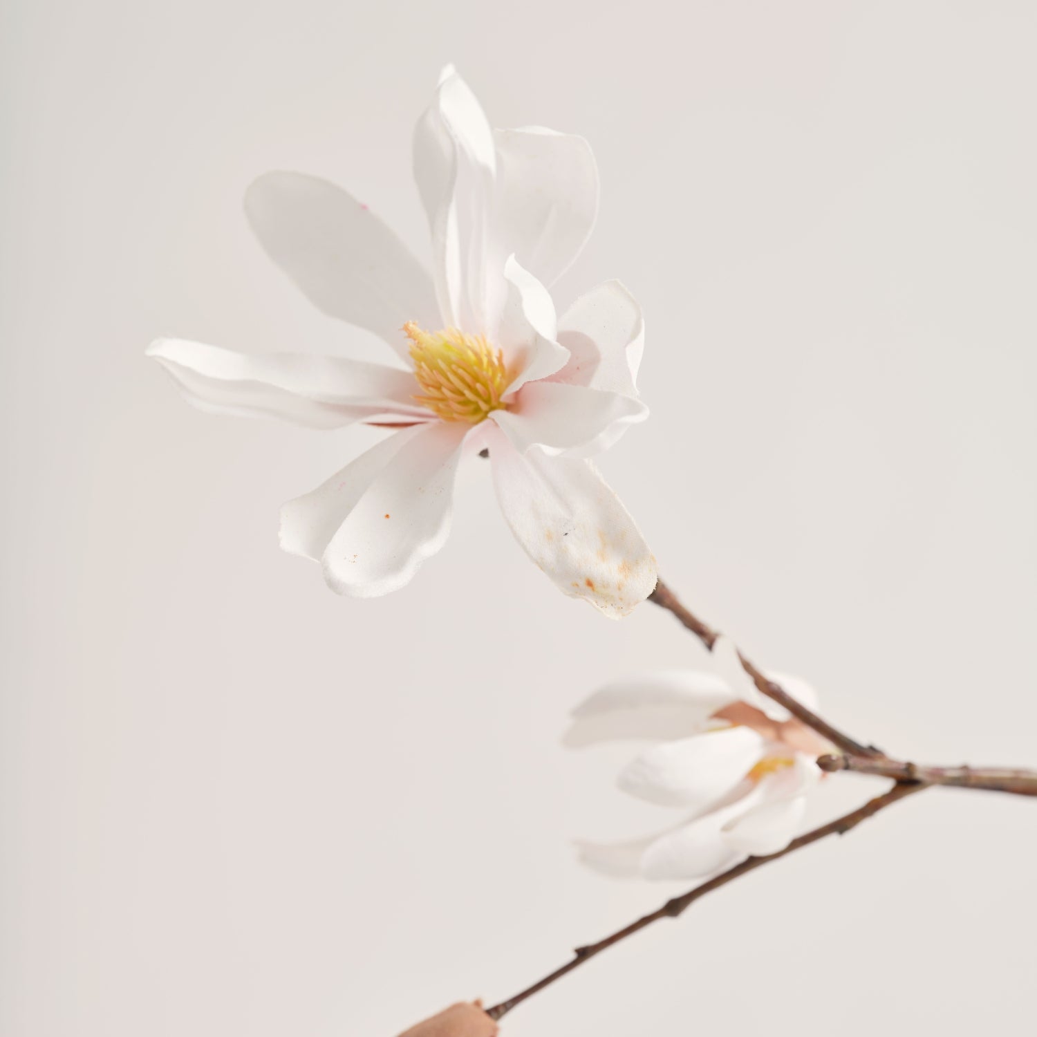 nepbloem Magnolia van Blooming Good